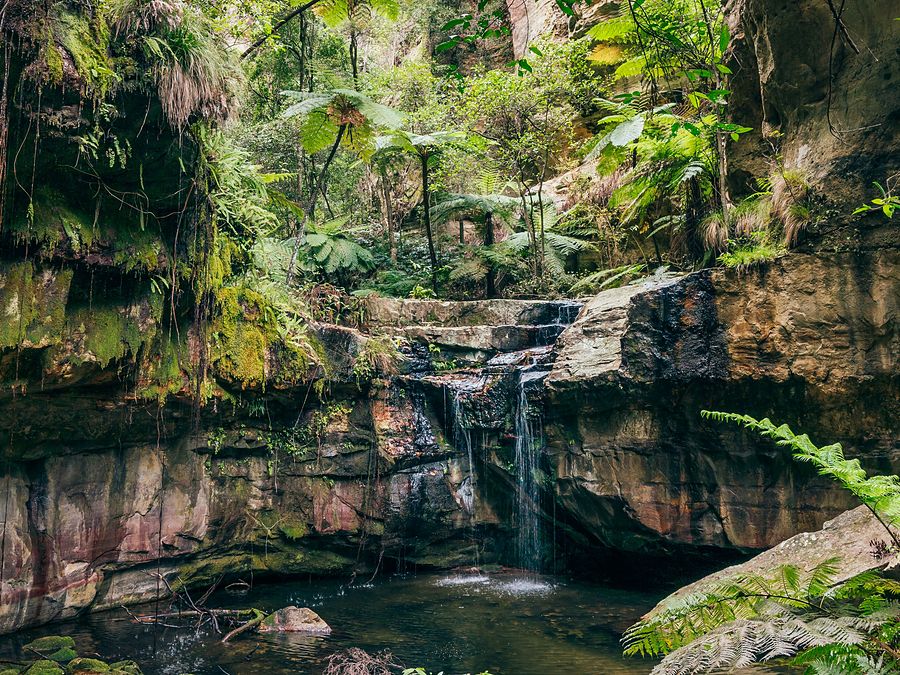 A small waterfall into a rock pool surrounded by ferns